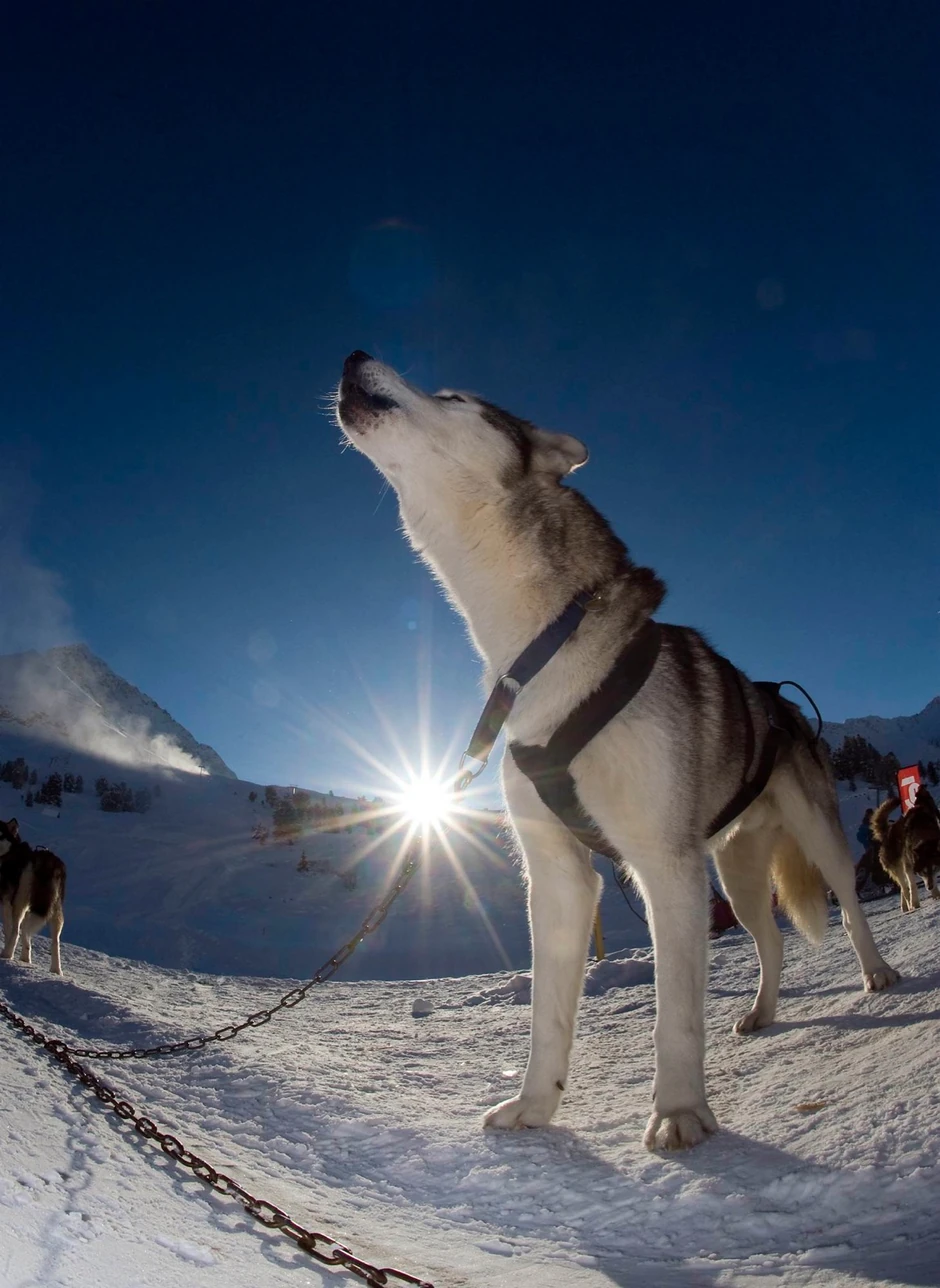 Noum, sibirski haski
