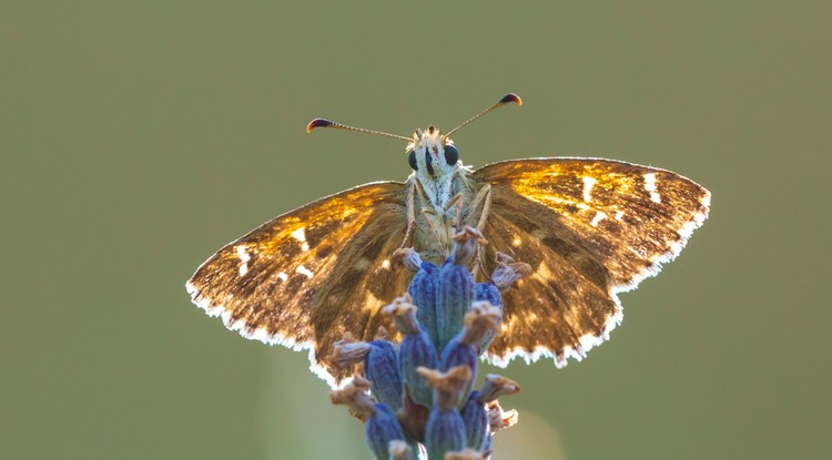 Erynnis tages