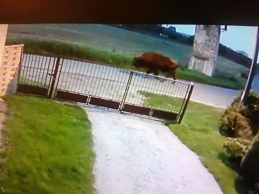 Odstrzał polskiego żubra w Niemczech. Rozpętała się afera