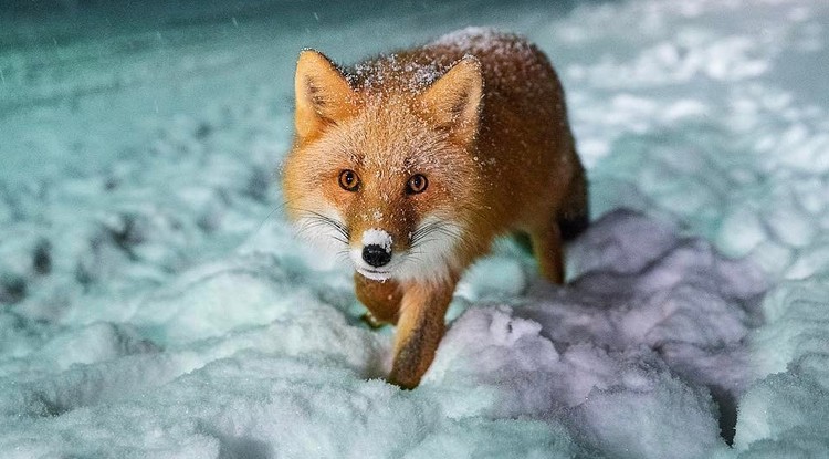 A National Geographic idei legütősebb Instagram fotói