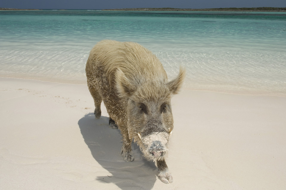 Pig Beach