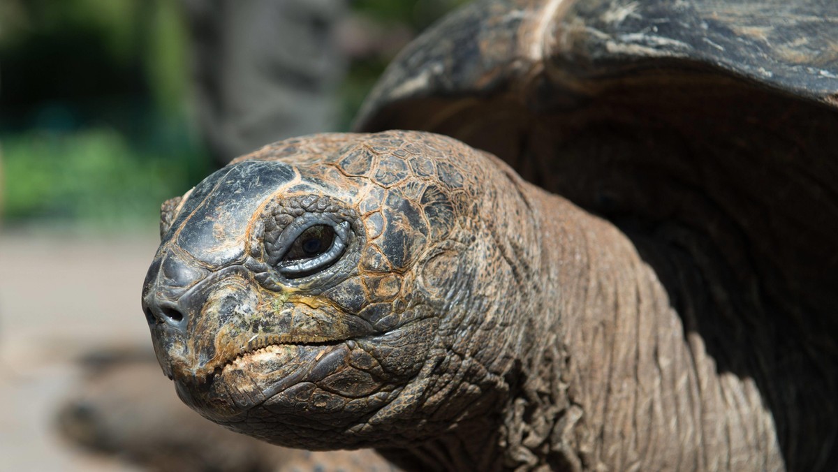 Move of the Aldabra giant tortoises