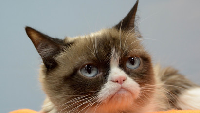 Sosem gondoltuk volna, de Grumpy Cat a kanyarban sincs az utódjához képest – fotó