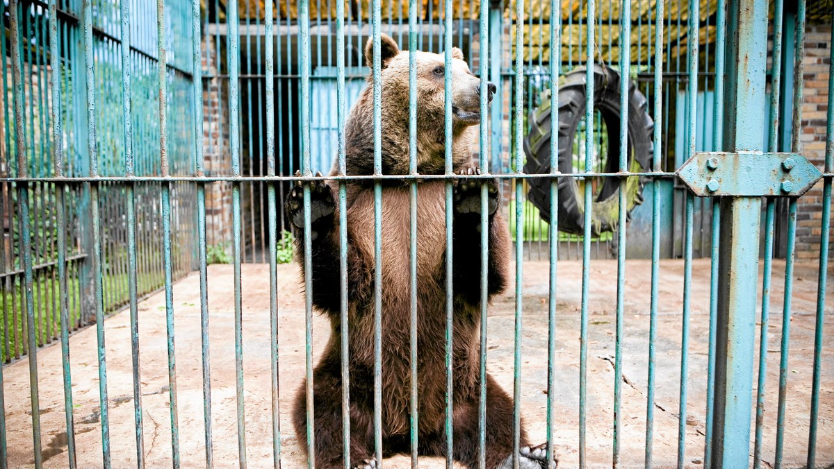 Nowe wybiegi m.in. dla niedźwiedzi, żubrów, żbików i wilków, tzw. baby zoo, w którym dzieci będą mogły karmić zwierzęta, powstały w ramach zakończonej modernizacji Akcentu ZOO - miniogrodu zoologicznego w Parku Konstytucji 3 Maja w Białymstoku.