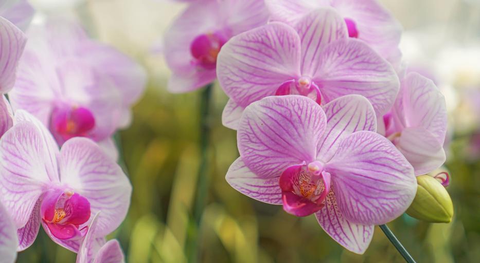 Megszámolni sem tudom, hogy hány ágon virágzik így nagyanyám orchideája. Fotó: Getty Images