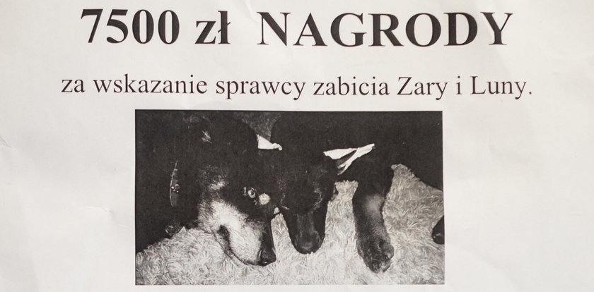 Ktoś bestialsko zabił dwa psy. 7500 zł za wskazanie sprawcy