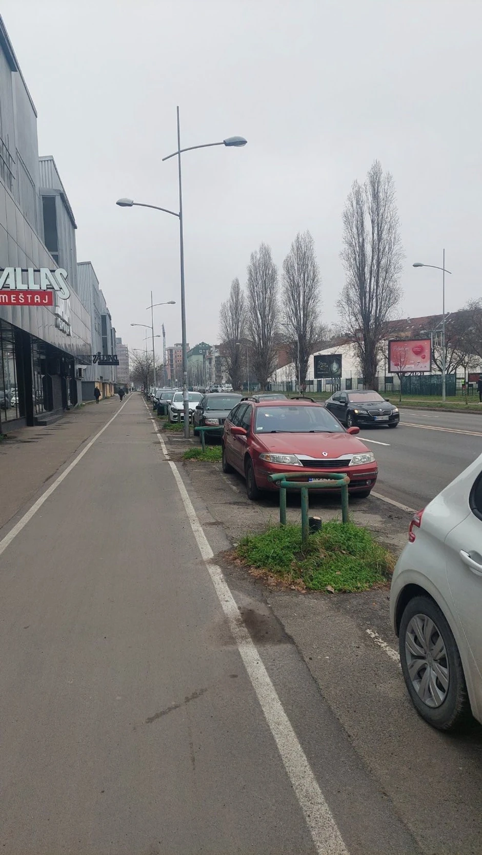 posečena stabla kod Sajma