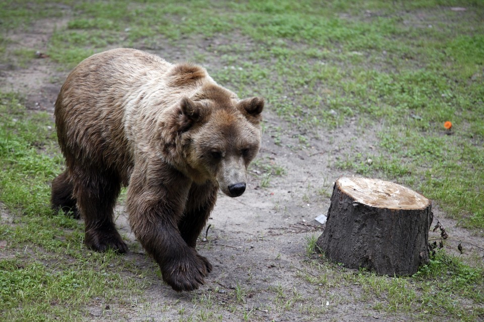 BIAŁYSTOK AKCENT ZOO NOWY WYBIEG DLA NIEDŹWIEDZI