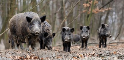 Poseł PiS podpisze się pod apelem ws. dzików? "Powinniśmy zachować rozwagę"