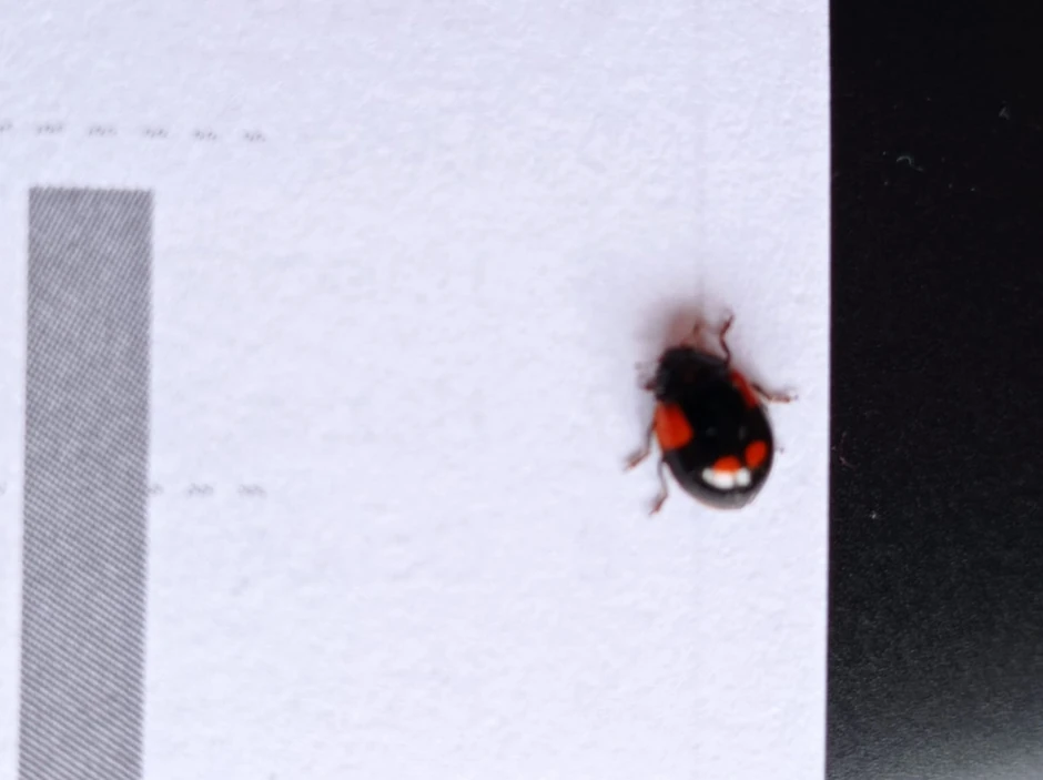 Ova bubamara je crna sa crvenim tufnama, suprotno od naše