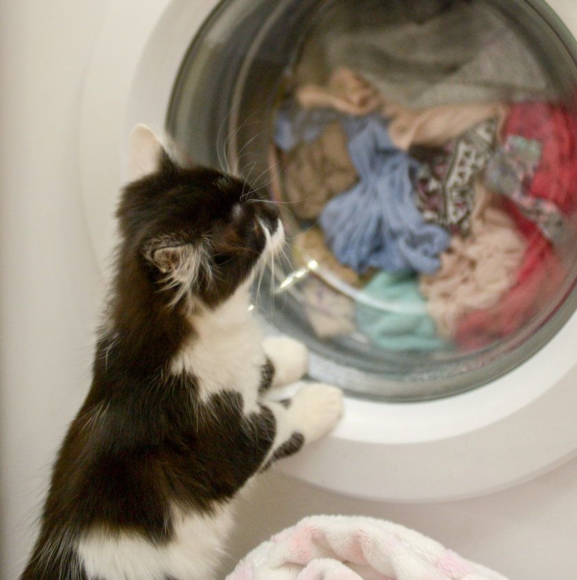 Wyprała kotka w pralce. Przeżył!