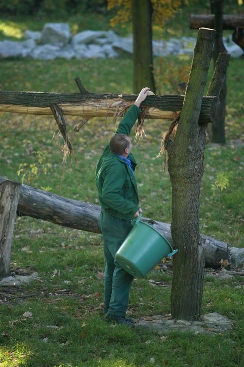 Wielkie śniadanie misiów