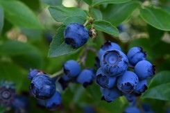 Rozsyp pod borówką amerykańską już teraz. Będzie mieć liczne i duże owoce