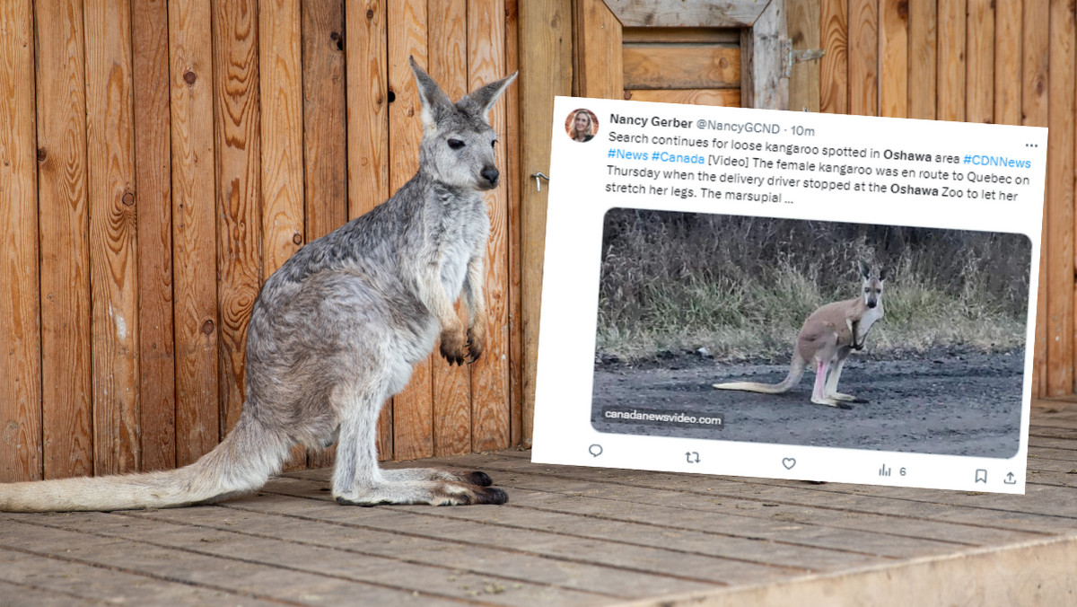 Kangur uciekł w zoo w Kanadzie. Pościg trwa od czwartku