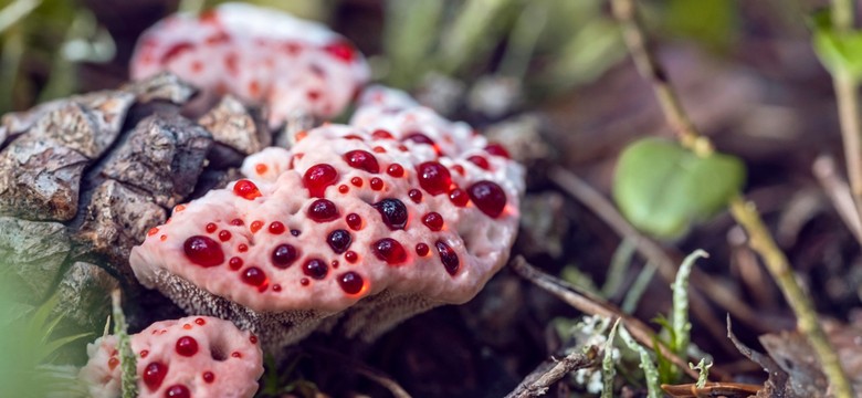 "Krwawiący grzyb" straszy w polskich lasach. Lepiej trzymaj się z daleka