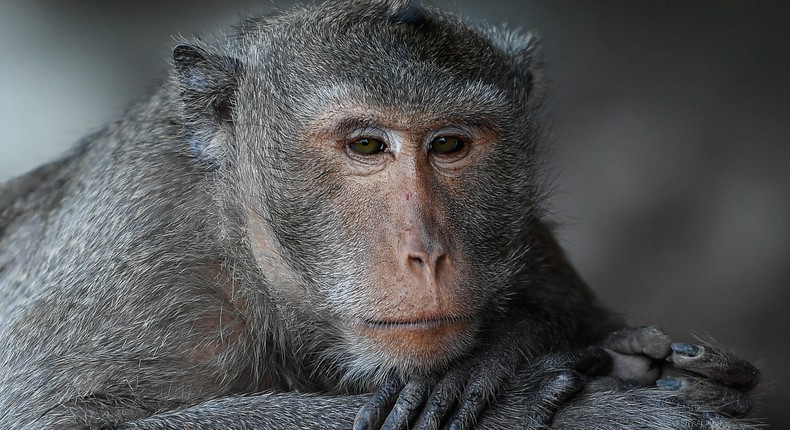 A long-tailed macaque is seen on the side road in Bangkok on February 25, 2021 in Bangkok, Thailand.