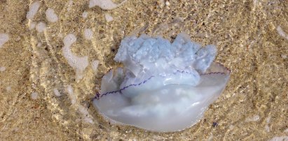 Tysiące meduz na plaży nad Bałtykiem