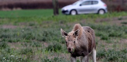 Łoś został sierotką. Co z nim zrobić?