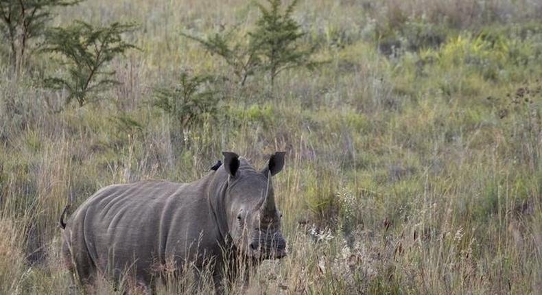 A White Rhino walks through scrub in the dusk light in Pilanesberg National Park in South Africa's North West Province, in this file picture taken April 19, 2012. 