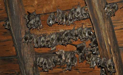 GERMANY-ANIMALS-ENDANGERED-BATS