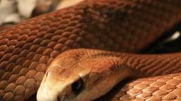 nigeryjczycy umierają kąsani przez dzikie węże. szamani bezradni, a w