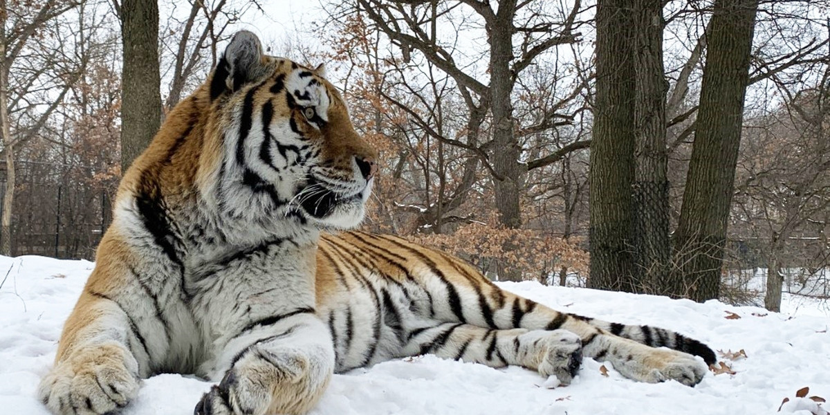 Tygrys Putin z zoo w USA nie żyje. Miał zawał serca. "Ogromna strata"