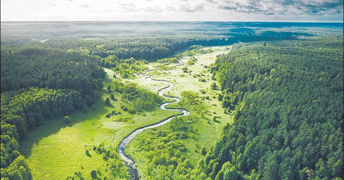  Lasy społeczne. Wokół miast powstaną zielone bufory