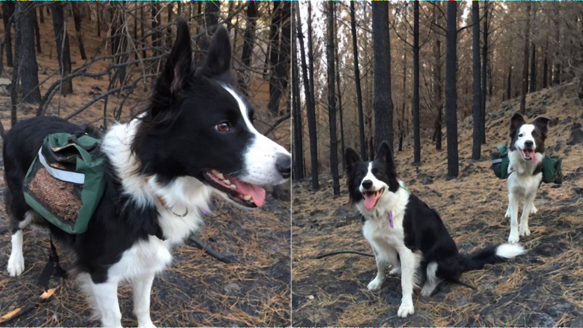 Les v Čile vyhorel. Nové stromy v ňom sadia psy