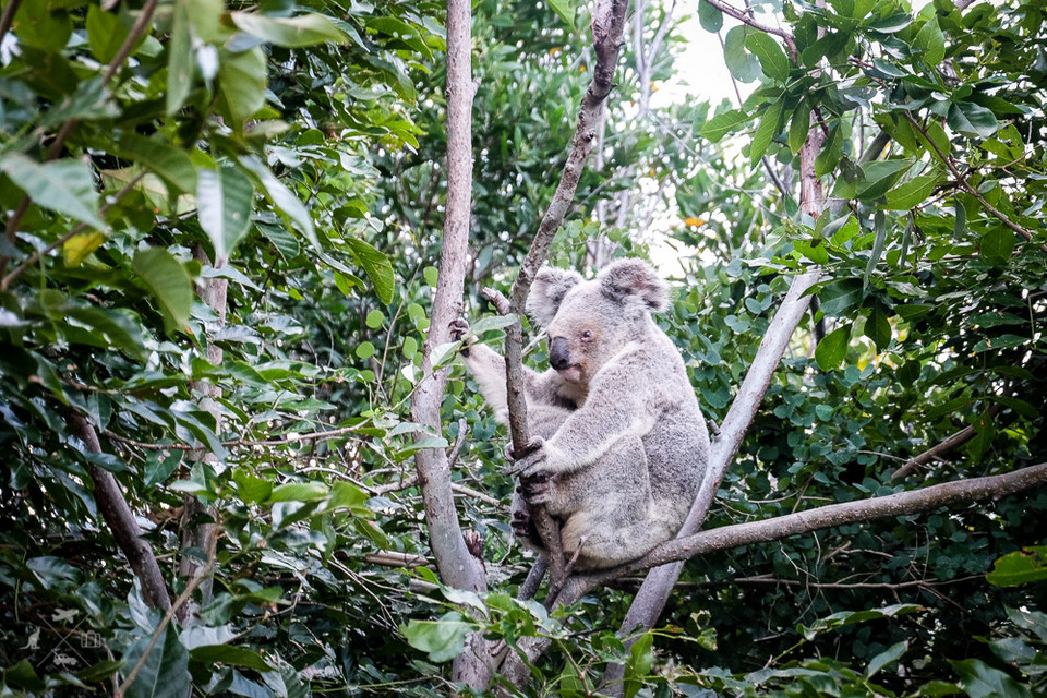 Koala w krzakach