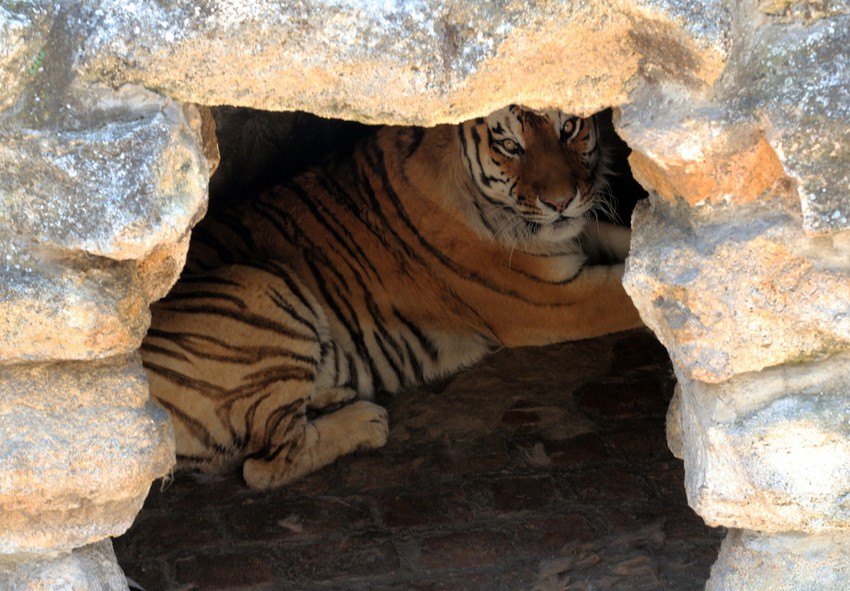 Zaštitu od vrućine tigar je potražio u svojoj jazbini