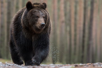 Rynek niedźwiedzia na jednym z indeksów w USA trwał 11 dni. Najkrócej w historii