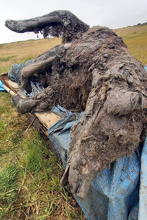 Doskonale zachowane szczątki niedźwiedzia jaskiniowego znalezione w Jakucji