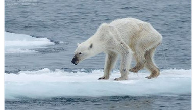 Wstrząsające zdjęcie niedźwiedzia polarnego poruszyło internautów