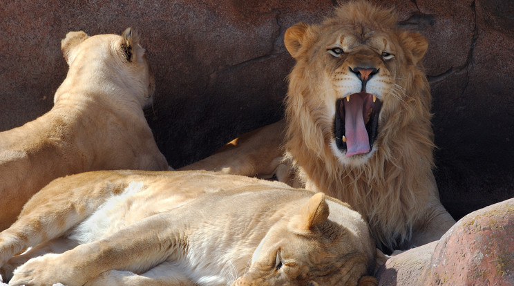 A dél-afrikai Kruger Nemzeti Parkban halálra taposott egy orvvadászt egy elefánt, majd a holttestét megették az oroszlánok/Fotó:Northfoto