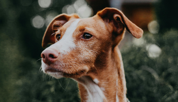 A gondoskodás nem csak simogatás, a kisállat-biztosítás garantálja a kedvenced és a pénztárcád védelmét