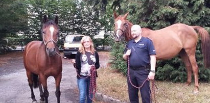 Policja łapała konie na rondzie! FOTO