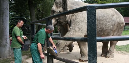 Mikołaj odwiedził słonice z krakowskiego zoo