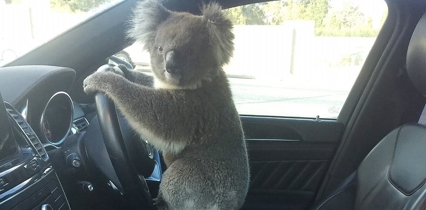 Ten koala to pirat drogowy!  Spowodował karambol