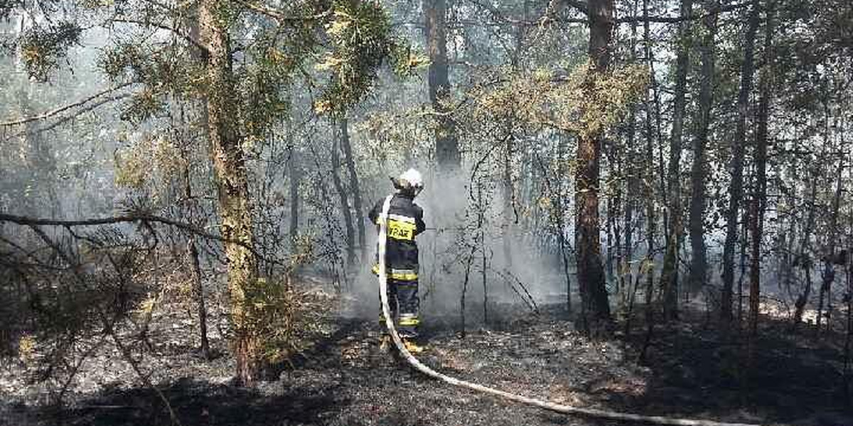 Pożar lasu pod Piotrkowem Trybunalskim. Dromader i straż pożarna w akcji