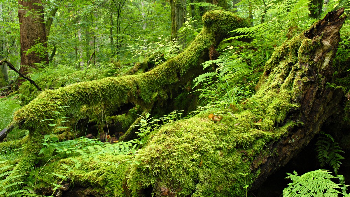 Puszcza Białowieska