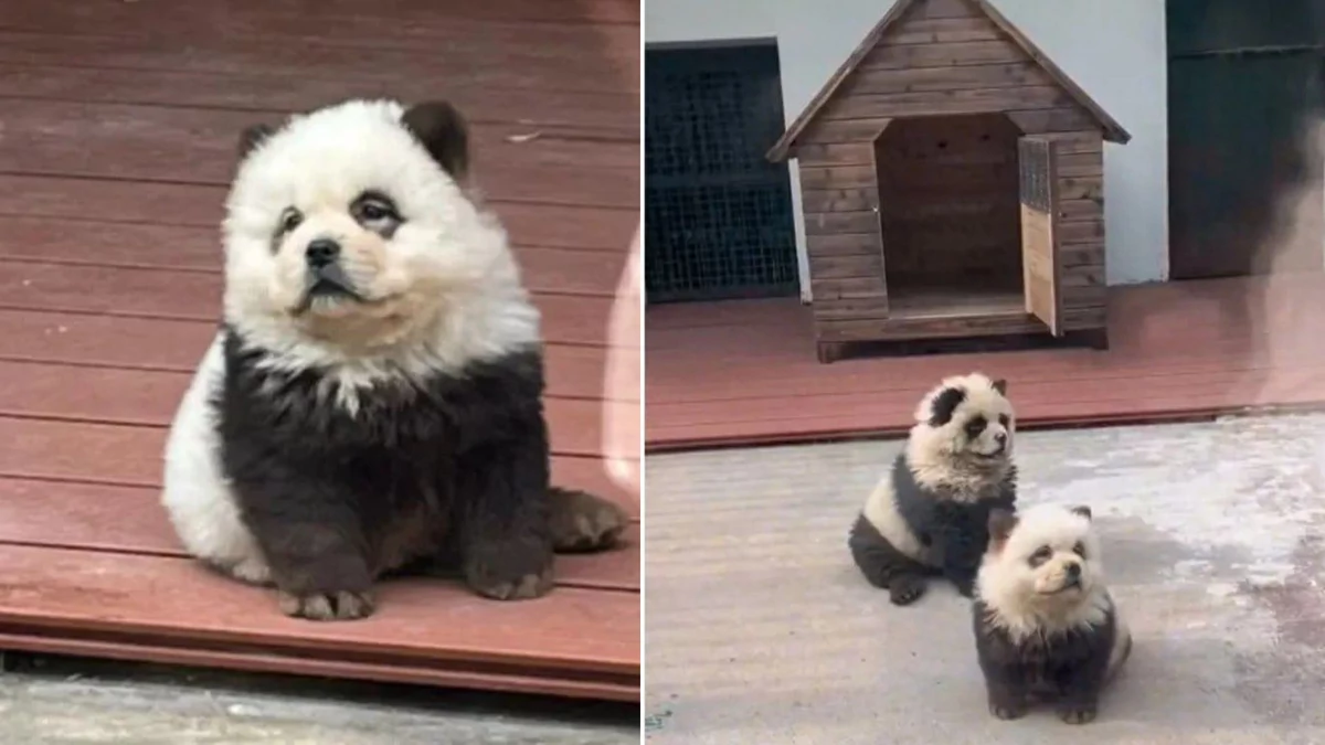  Chińskie zoo z nietypową atrakcją. Pomalowano psy Chow-chow, żeby udawały pandy