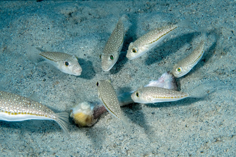 Srebrnopruga napuhača