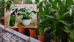 Co zrobić żeby skrzydłokwiat zakwitł? Sprawdzone i skuteczne metody