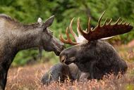 Moose Alaska