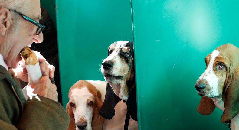 A man with his basset hounds during the first day of the Crufts Dog Show in Birmingham, Britain.