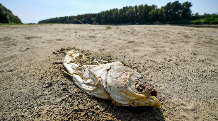 Alacsony a Tisza vízállása / Fotó: MTI/Czseglédi Zsolt