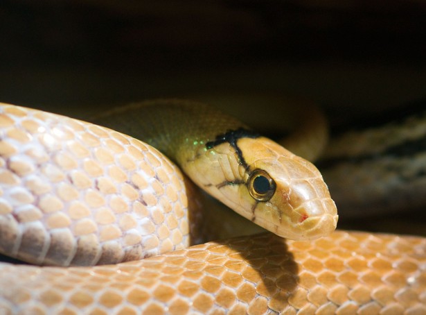 Wąż zbożowy Pantherophis guttatus