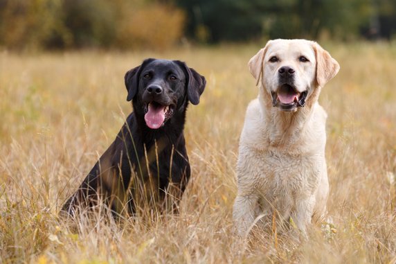 Miejsce 7: Labrador retriever