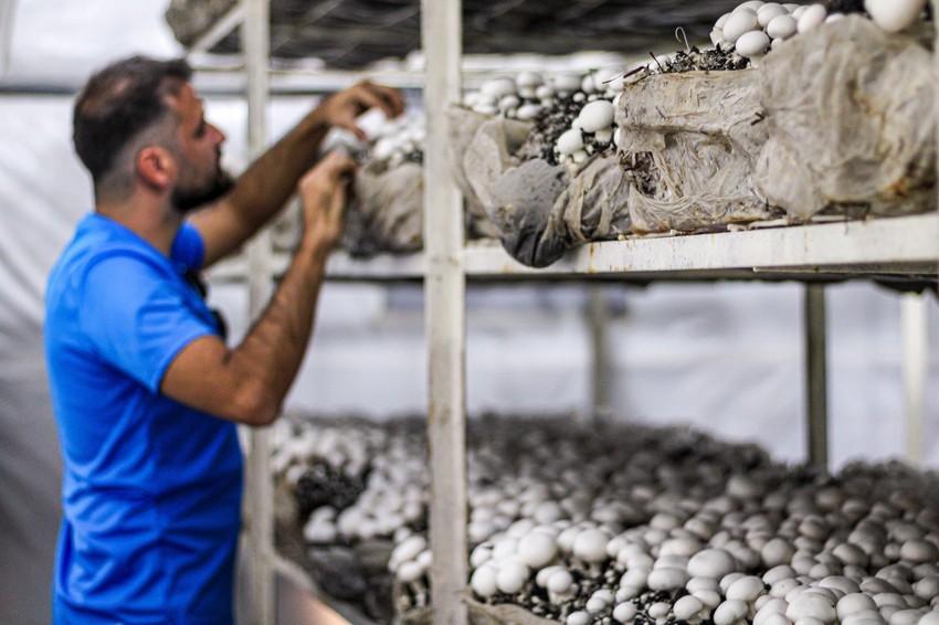 Proizvodnja pečurki - ilustracija