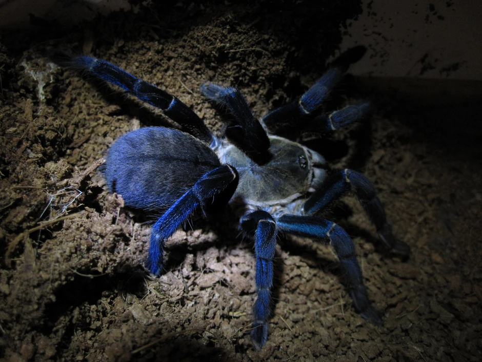 Kobaltno plava tarantula